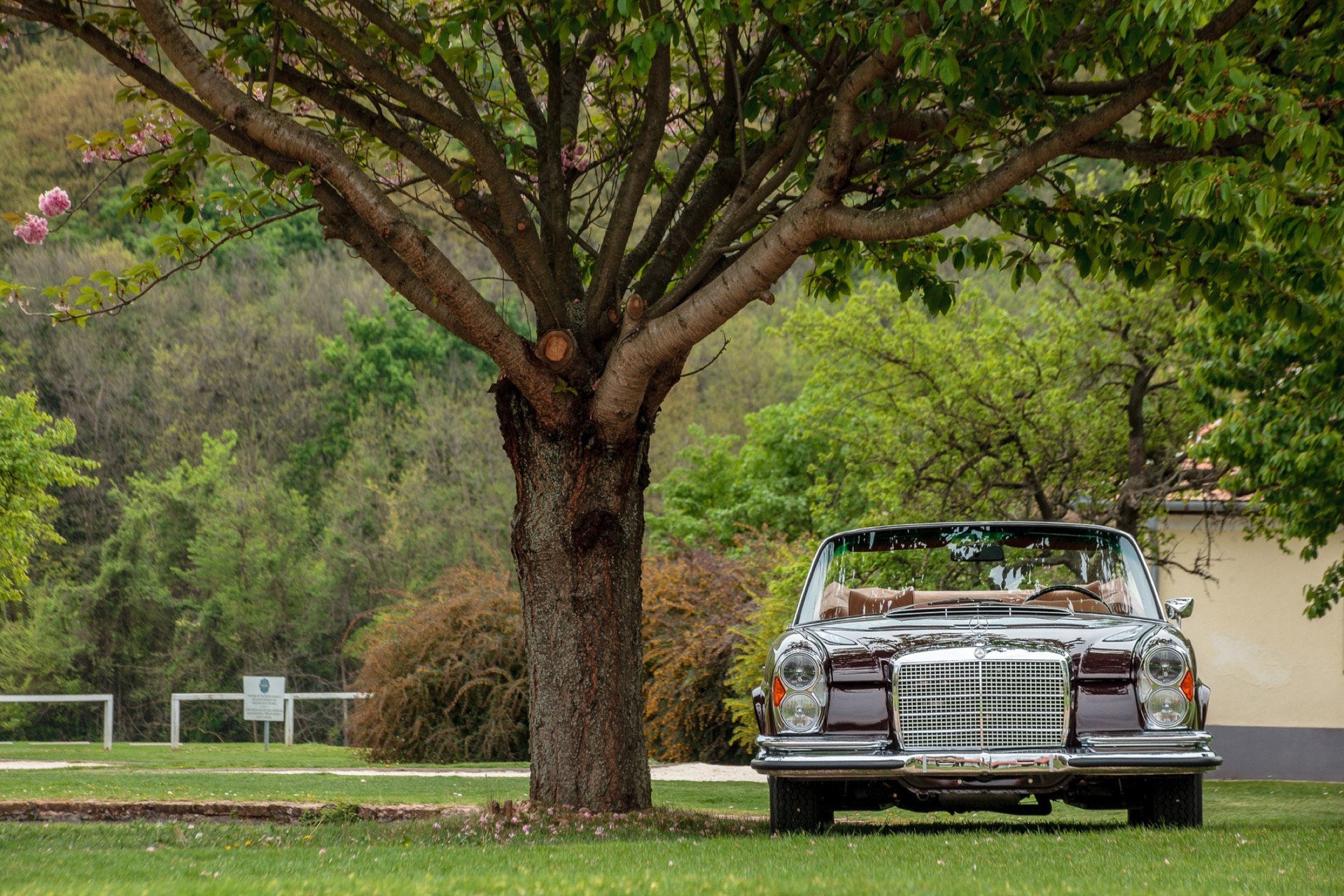 Maroon Mercedes-Benz W111 convertible parked under a large tree